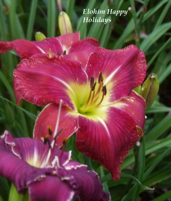 elohim happy holidays best one single bloom